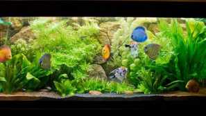 Kompatibilita rostlin akvarijních